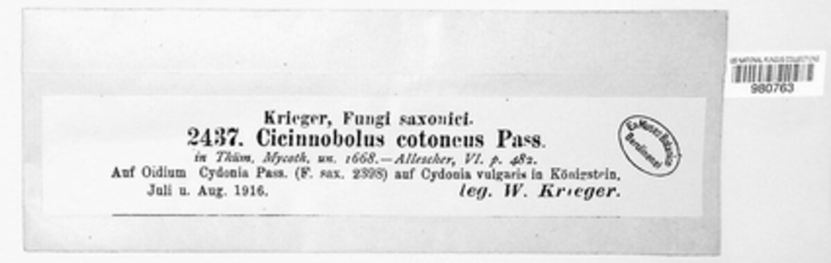 Cicinnobolus cotoneus image